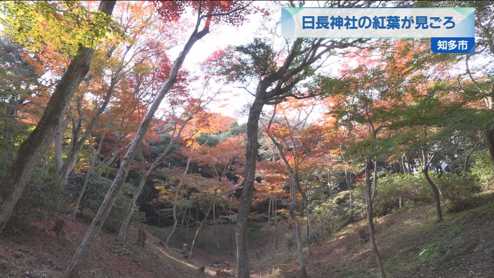 日長神社の紅葉が見ごろ | メディアスチャンネル